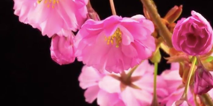 Can Sending Plants to Space Reveal a Cancer Treatment?