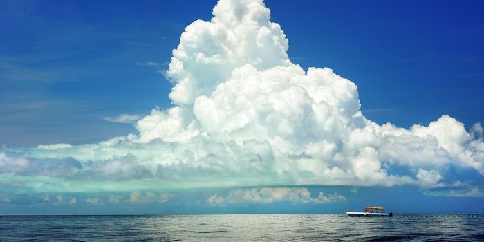 Viruses Control Marine Bacteria by Turning Them Into "Zombies"