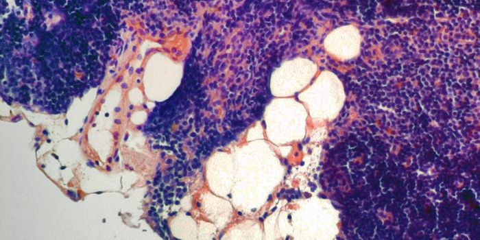 Hormone Extends Lifespan by Strengthening Immune System