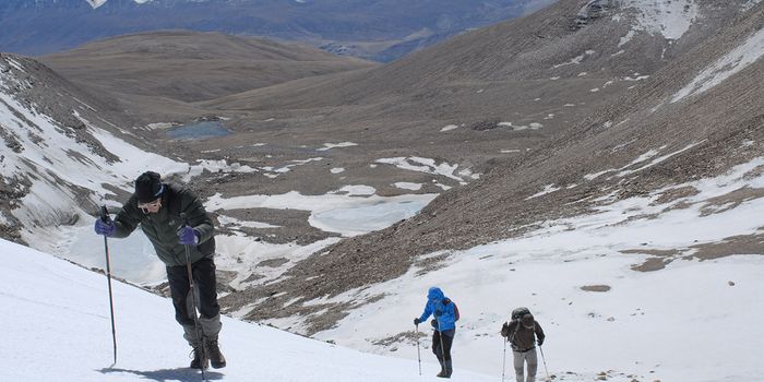 These Vascular Plants Were Found Growing at Record Heights