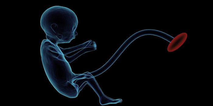 Prenatal Opioid Exposure and its Subsequent Risk of Immunological Issues