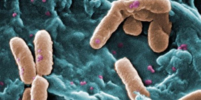 Bacterial Infection Detection in Under One Minute