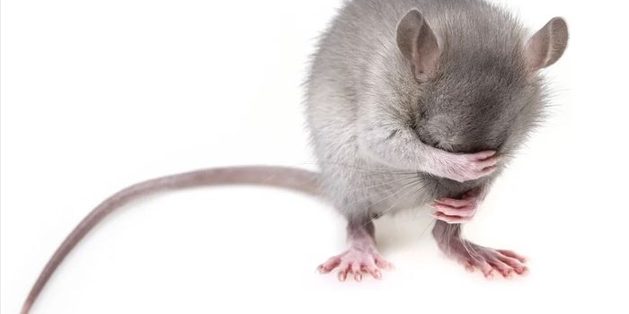 Linking Genes and Behavior in an Assessment of Personality in Animals