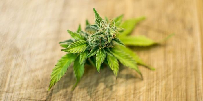 Why Don't Some People Get High from Cannabis Edibles?