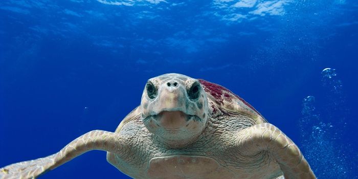 We need flexible Marine Protected Areas