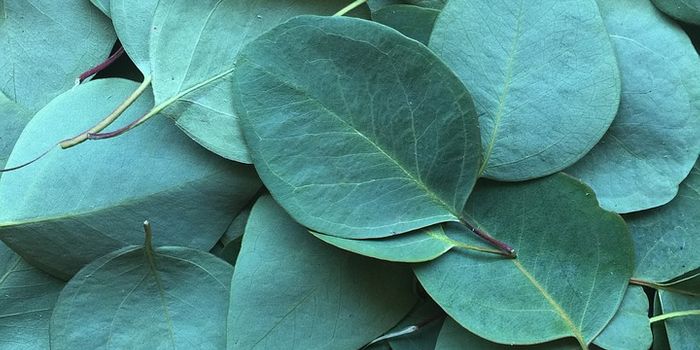 Indigenous fermentation processes require complex chemical reactions