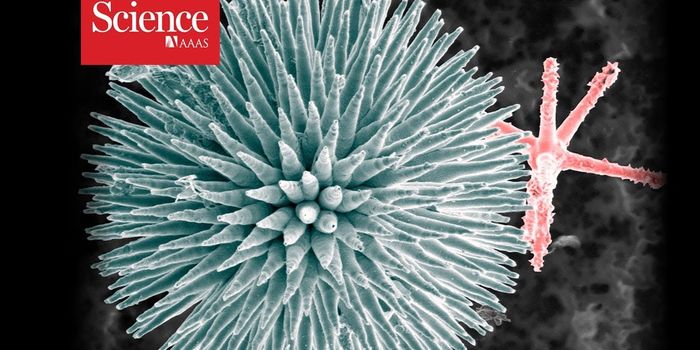 Ancient Life Form Found to Use Glass for its Shape