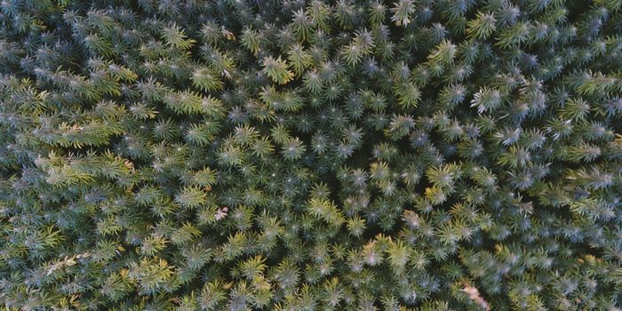 The Effects of Microbial Seed Inoculation on Hemp Plant Productivity