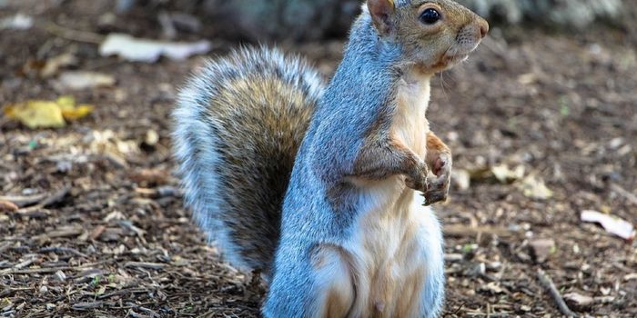 All Squirrels Enjoy Nuts, and Some Shamelessly Steal Them
