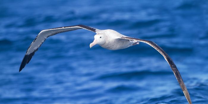 Seabirds Often Deal with Thieves When Scouting for Food