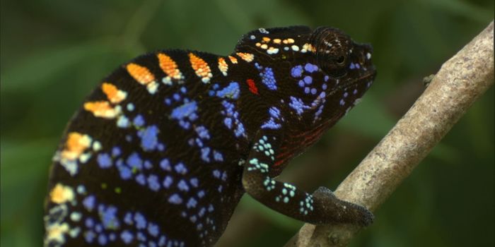 Labord's Chameleons Make The Most of Their Time