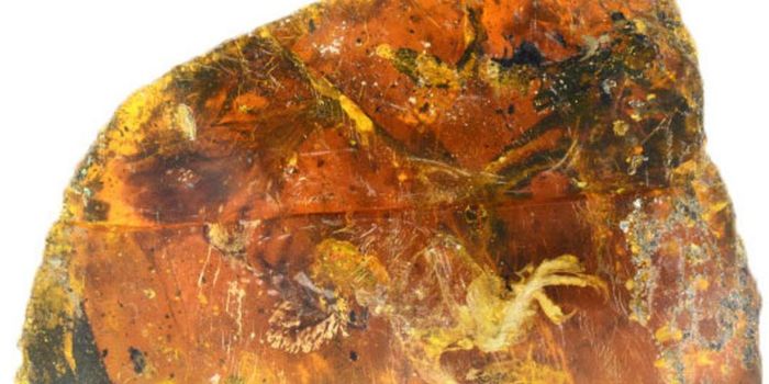 99 Million Year-Old Baby Chick Fossilized in Amber