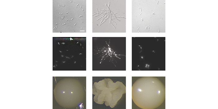 Researchers Make a Breakthrough & Edit Genes in a Deadly Fungus