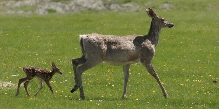 Divergent SARS-CoV-2 Variant Reveals Evidence of Deer-to-Human Transmission