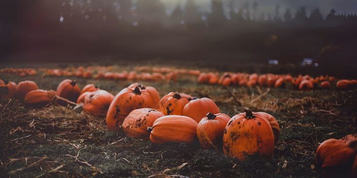 Lowering the Carbon Footprint of Pumpkin Farming