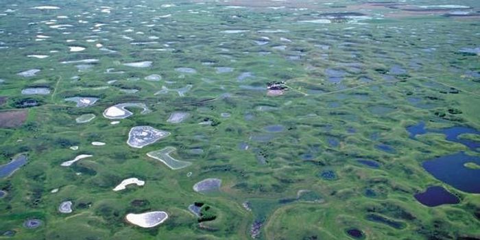 Less Is More With Wetlands