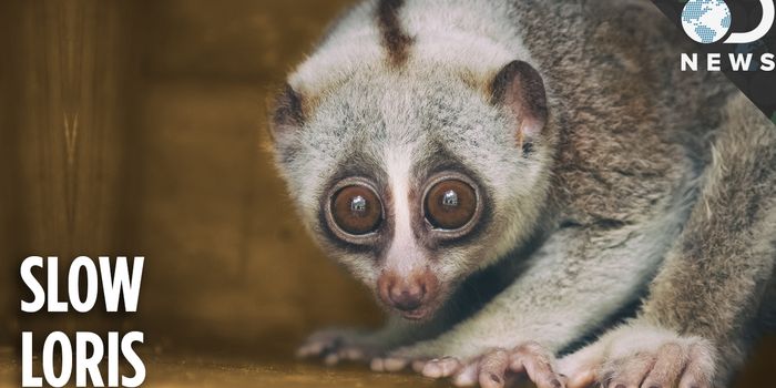 A Quick Summary On the Slow Loris