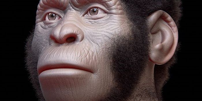 Meet Leti, a fossilized Homo naledi child skeleton