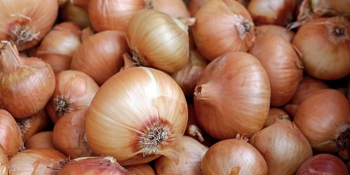 Deciphering a Massive Genome