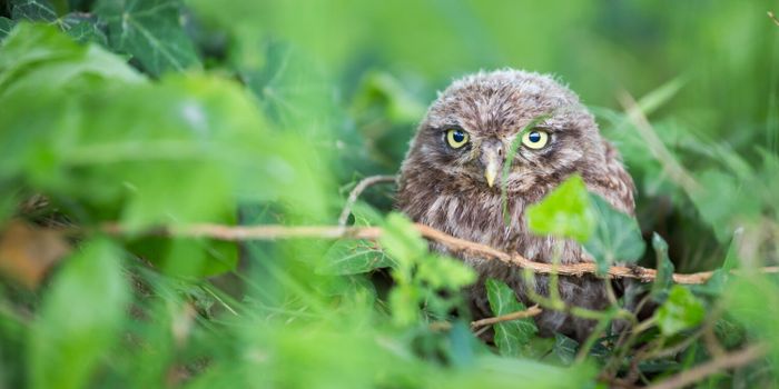 Could Germany's Little Owl Scatter to Northern Switzerland in the Future?