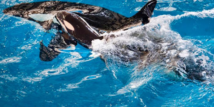 Last Orca Born in Captivity at SeaWorld