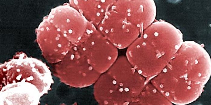 Better Know a Microbe: Deinococcus
