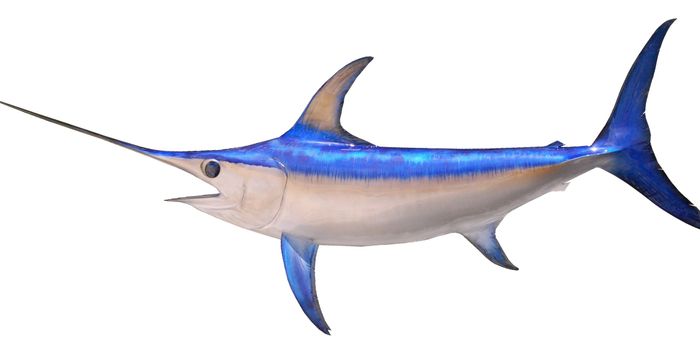 The Secret Behind a Swordfish's Speed