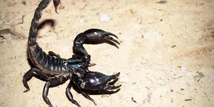 Transcriptomics Method Can Reveal Genes Behind Venom Production