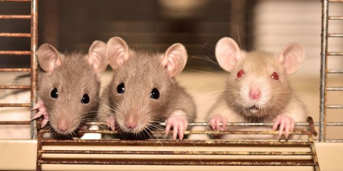 Like Humans, Rats Help Friends Before Strangers