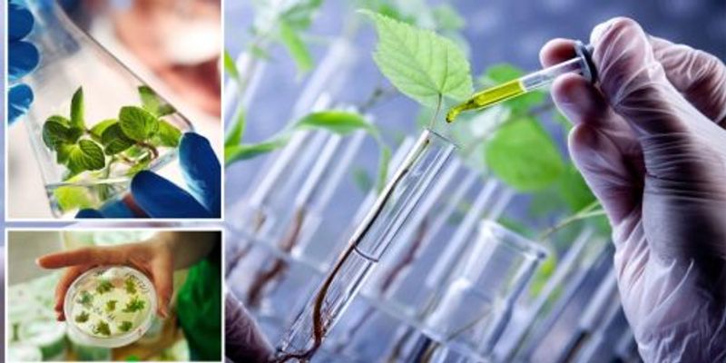 Plant Biotechnology | Trending