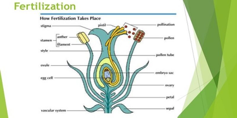 fertilization in plants diagram