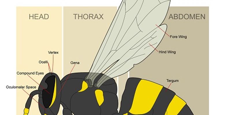 Morphology | | Content Tag