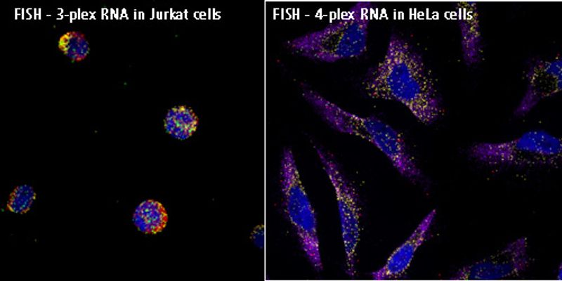 rna fishとは | in situ hybridization とは – YFKKC