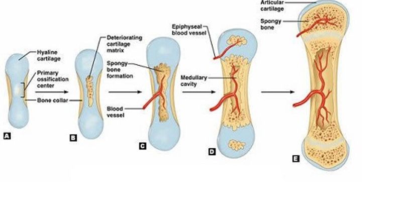 Bone Development | Webinars