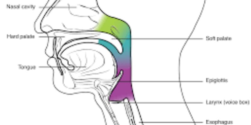 Mucosal Immunology | | Content Tag