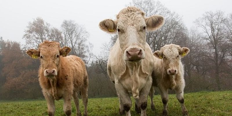 Biological Organisms | | Content Tag