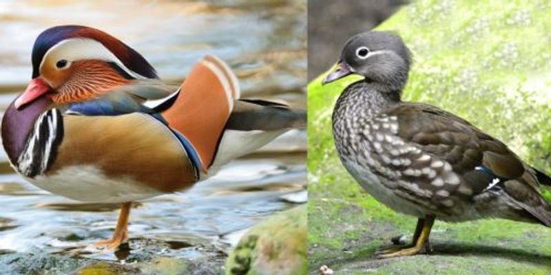 Sexual Dimorphism | | Content Tag