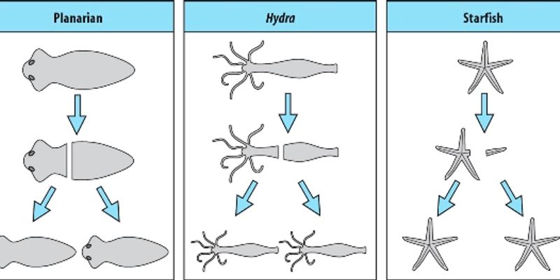 planarian regeneration diagram