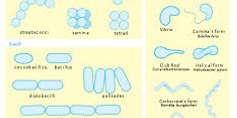 Cell Morphology  