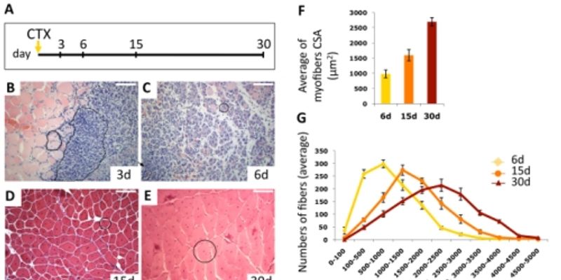 Muscle Regeneration