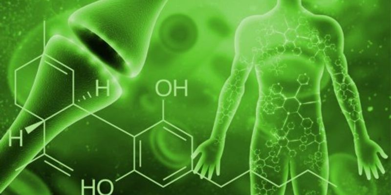 Endocannabinoid System