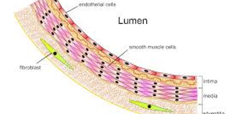 Endothelium | | Content Tag