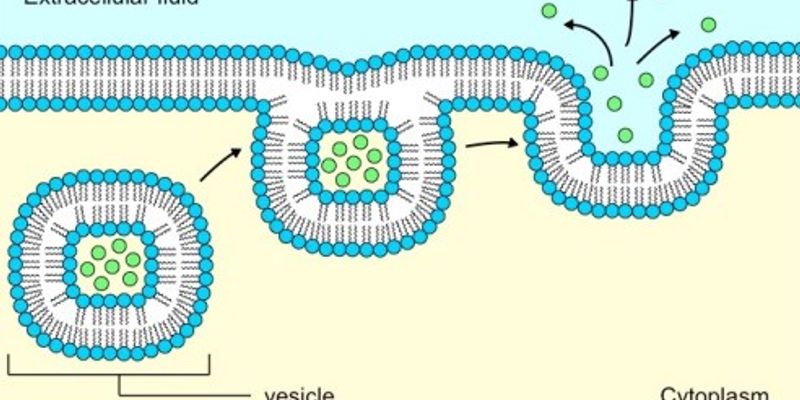 Exocytosis Content