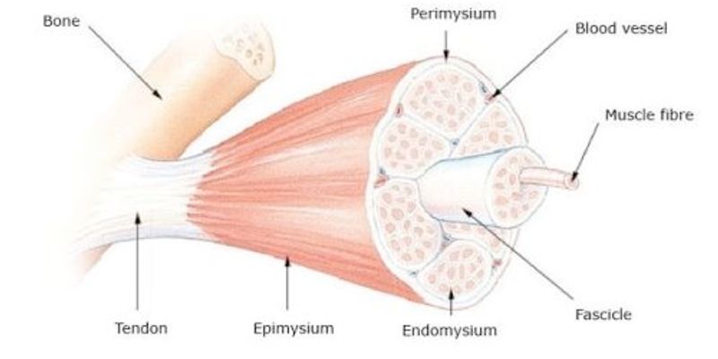 Skeletal Muscle Physiology Content