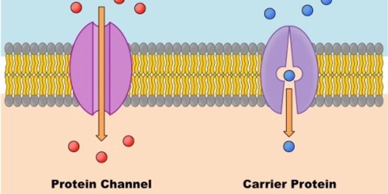 Carrier Protein | | Content Tag