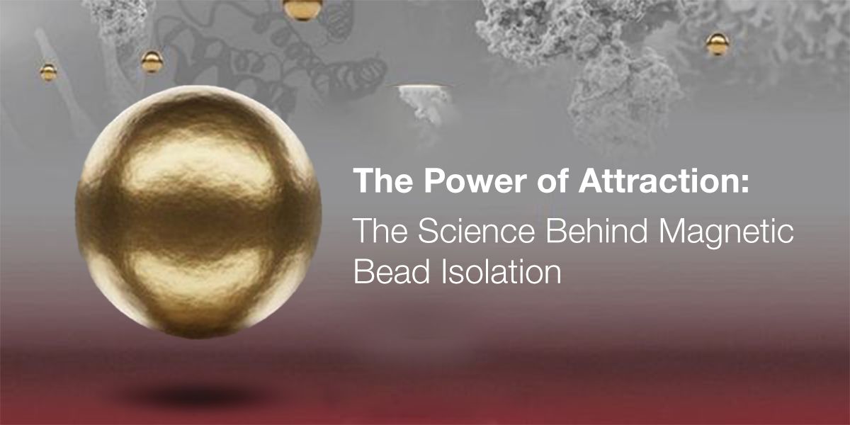 The Power of Attraction: The Science Behind Magnetic Bead Isolation