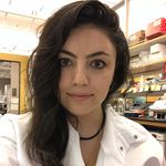 Extracellular Matrix in Renal Development and Cancer