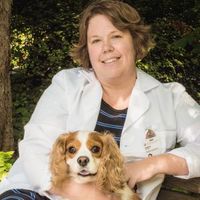 An Update on the Management of Canine Acute Intervertebral Disc Extrusion - CE Credit
