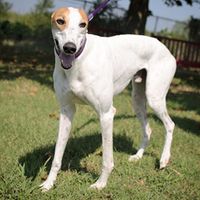 Courageous Warrior: Cash's Story